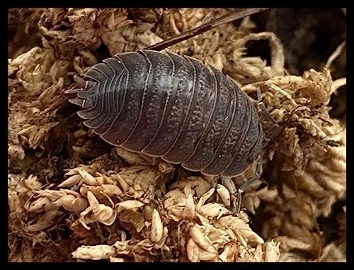 Isopods for Arid Terrarium - comprehensive buying guide and reviews