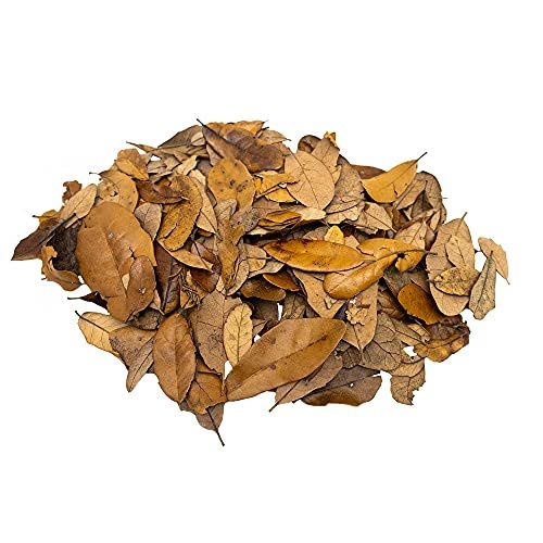 Leaf Litter for Terrarium - comprehensive buying guide and reviews
