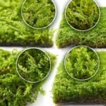 Live Moss for Terrariums - comprehensive buying guide and reviews