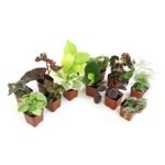 Low Light Terrarium Plants - comprehensive buying guide and reviews
