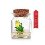 Mini Orchids for Terrarium - comprehensive buying guide and reviews