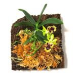Miniature Orchids for Terrariums - comprehensive buying guide and reviews