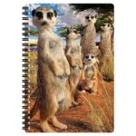 My Little Terrarium Meerkat - comprehensive buying guide and reviews