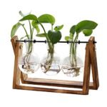 Plant Terrarium with Wooden Stand - comprehensive buying guide and reviews
