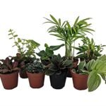 Plants for Closed Terrarium - comprehensive buying guide and reviews