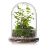 Plants for Enclosed Terrariums - comprehensive buying guide and reviews