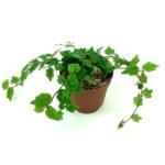 String of Frogs Terrarium - comprehensive buying guide and reviews