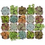 Succulent Plants for Terrariums - comprehensive buying guide and reviews