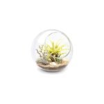 Succulents in Glass Terrarium - comprehensive buying guide and reviews