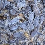 Terrarium Clean Up Crew - comprehensive buying guide and reviews