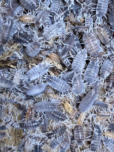 Terrarium Clean Up Crew - comprehensive buying guide and reviews