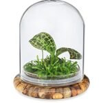 Terrarium for Jewel Orchid - comprehensive buying guide and reviews