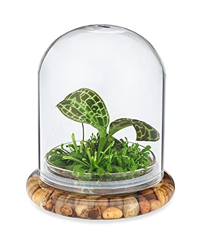 Terrarium for Jewel Orchid - comprehensive buying guide and reviews