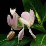 Terrarium for Orchid Mantis - comprehensive buying guide and reviews