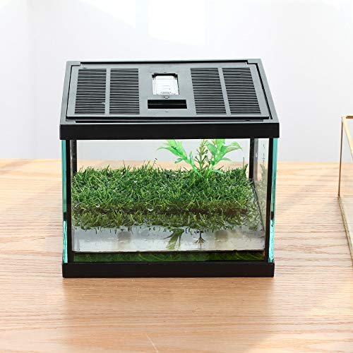Terrarium for Pacman Frog - comprehensive buying guide and reviews