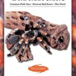 Terrarium for Pink Toe Tarantula - comprehensive buying guide and reviews