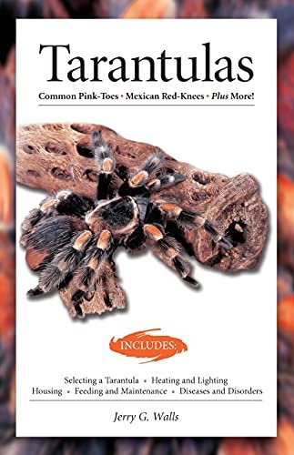 Terrarium for Pink Toe Tarantula - comprehensive buying guide and reviews