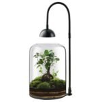 Terrarium for Venus Fly Trap - comprehensive buying guide and reviews