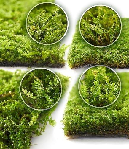 Terrarium Moss for Sale - comprehensive buying guide and reviews