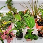 Tropical Plants for Terrarium - comprehensive buying guide and reviews