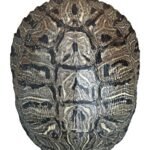 Turtle Shell Decoration - comprehensive buying guide and reviews