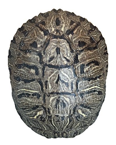 Turtle Shell Decoration - comprehensive buying guide and reviews