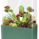Venus Fly Trap Terrarium Kit - comprehensive buying guide and reviews