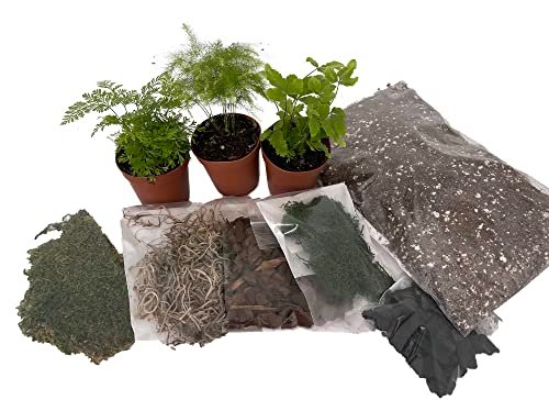 Hirt's Terrarium Kit with 3 Live Mini Ferns