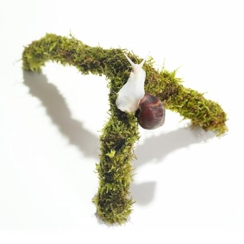 Begeterday 12 Inch Pet Snail Climbing Toys, Terrarium...