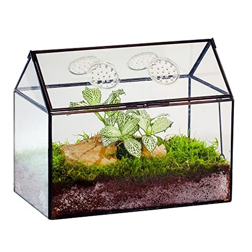 NCYP Glass Terrarium with Lid and Air Holes for Snails