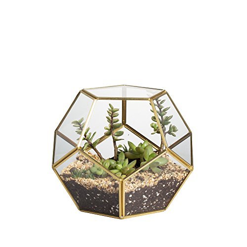 NCYP No Door Glass Terrarium for Small Cactus and Succulents