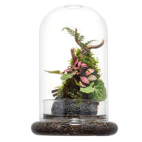 Glass Cloche Dome Terrarium with Base & Ventilation Holes