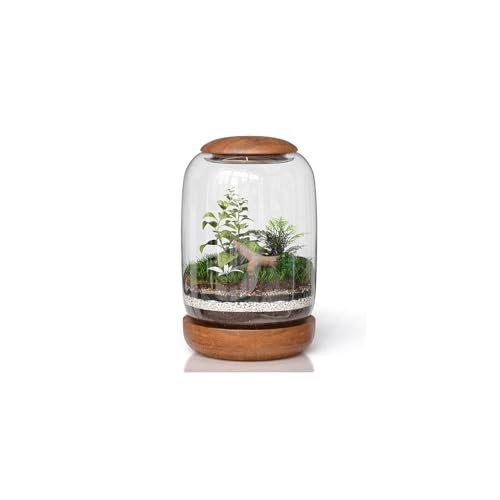 NoctisCorvus: Exclusive Glass Terrarium, Beautifully...