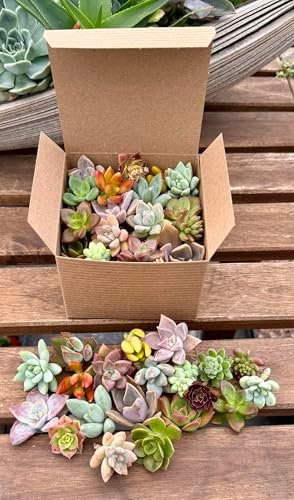 20 Assorted Live Succulent Cuttings, No Repeats by...