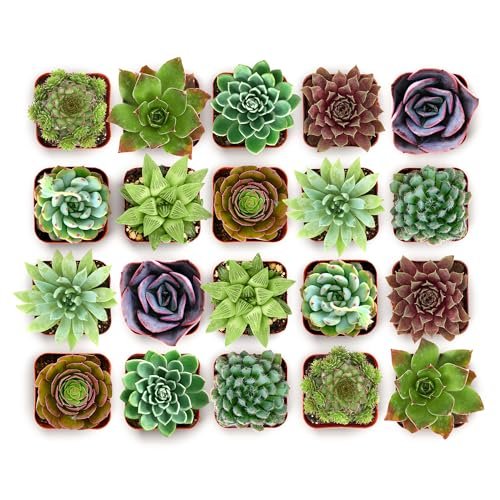 Shop Succulents Echeveria & Rosette Live Succulent 20 Pack