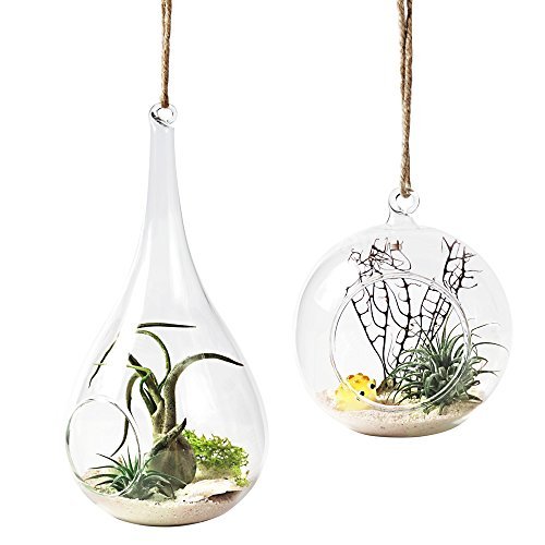 Mkono 2 Pack Glass Hanging Planter Air Plant Terrariums