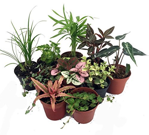 Terrarium & Fairy Garden Plants - 10 Assorted 2