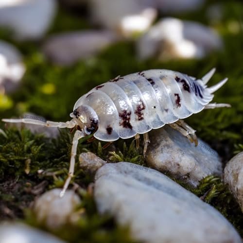25 Dairy Cow Isopods for Sale | Bioactive Terrariums