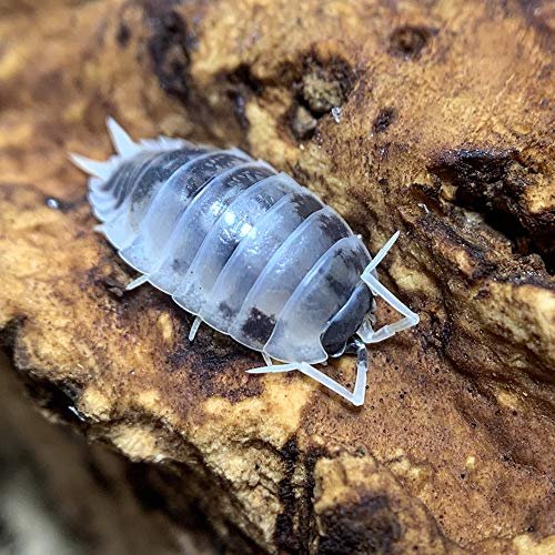 XYZReptiles Live Insects Dairy Cow Isopods for Terrarium...