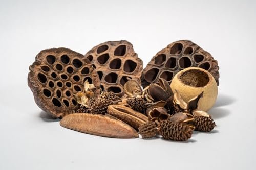 Seed Pod Aquarium Botanicals for Shrimp Biofilm, Lotus Pods