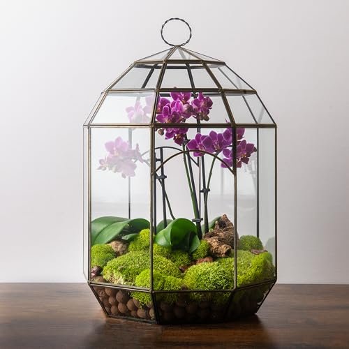 SuperMoss (90406) Glass Terrarium – Modern Glass Solarium...