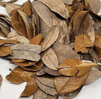 Live Oak Leaf Litter Hand Packaged Terrarium Isopod Frog...