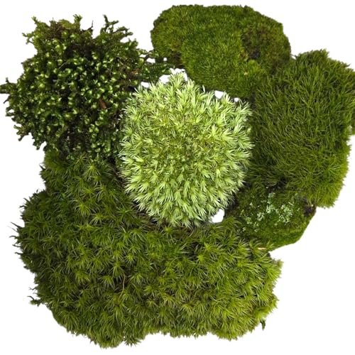 Tin Roof Treasure Live Terrarium Moss Assortment