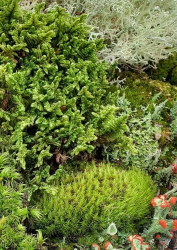 Tin Roof Treasure Small Value Fairy Garden Moss Starter Kit