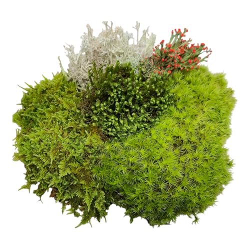 Tin Roof Treasure Super Fairy Garden Assortment Moss and...