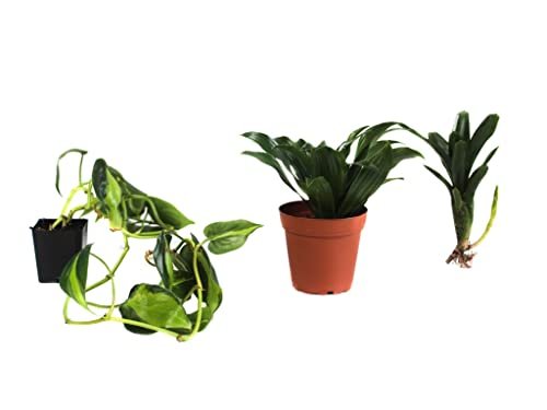 Josh's Frogs White's Tree Frog Vivarium Bioactive Plant Kit