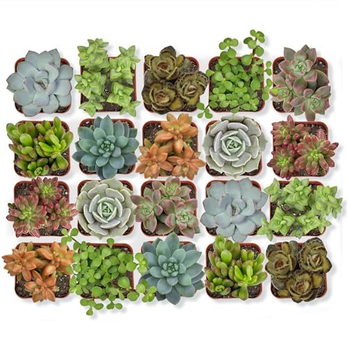 Altman Plants, Live Succulent Plants (20 Pack) Assorted...
