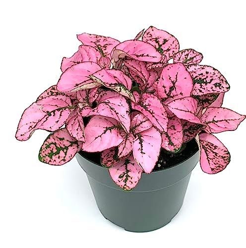 Hypoestes Pink Splash Live Potted House Plants Air Purifying