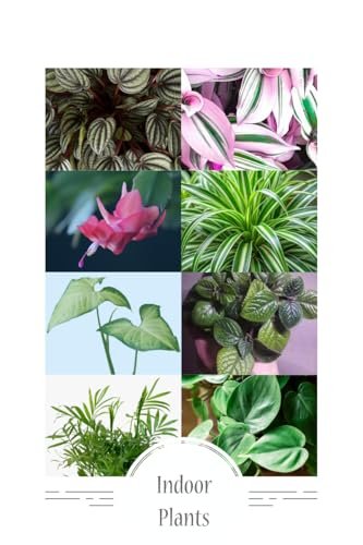 Indoor Plants, 4 Pack, Low Light Plants