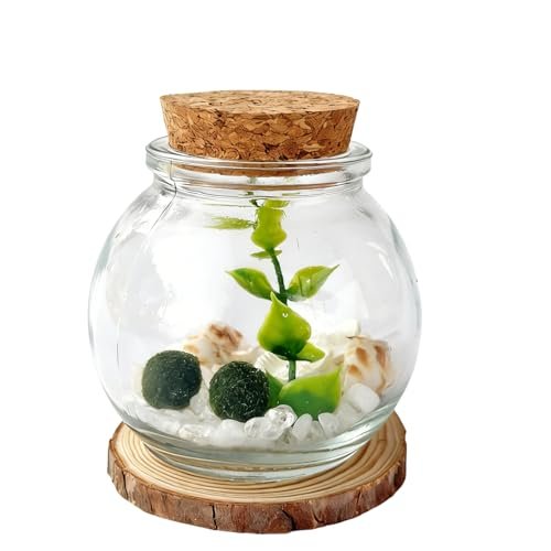 golyuk Moss Ball Terrarium Kit – Includes Glass Jar, Base